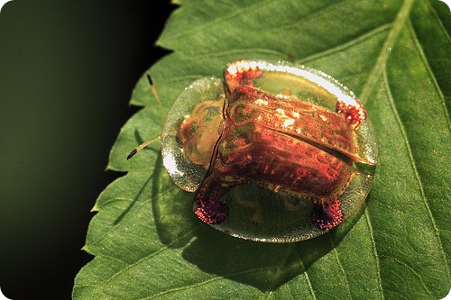 poze gindacii testoasa