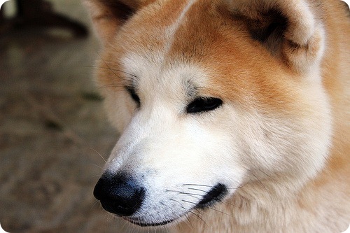 akita inu