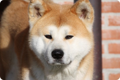 akita inu