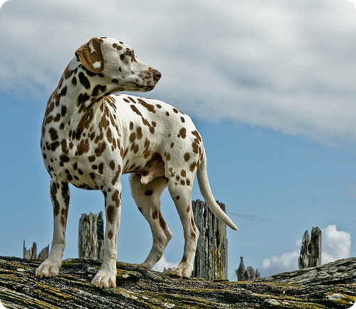 dalmatian caine