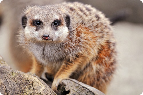 suricata