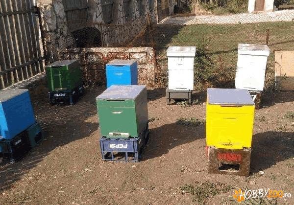 Albine de vanzare 50 familii