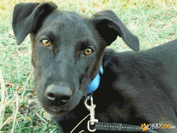 SHEBA- vaccinata, deparazitata, ste