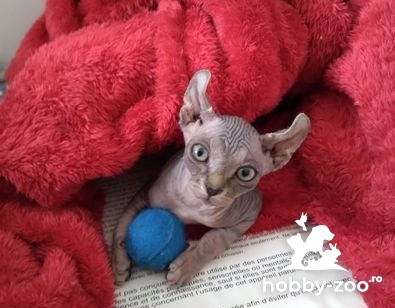 Pisicuțe Elf Sphynx fără păr, reg. TICA.