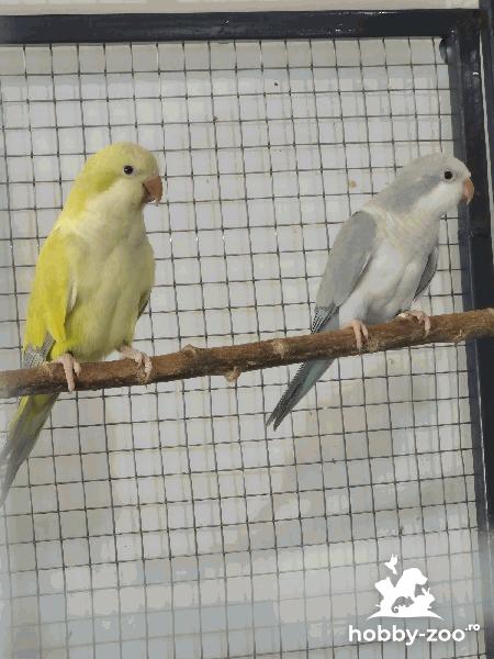 Papagali Calugar Tineret