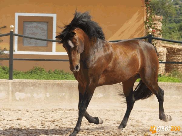 Balearic horse Mallorquin