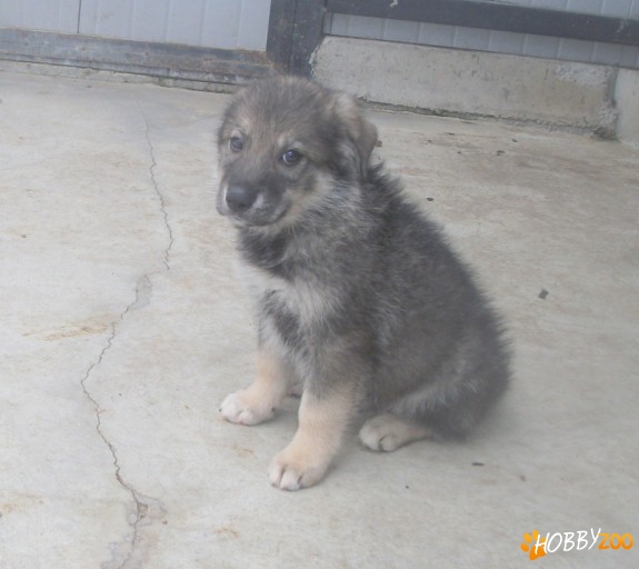 Adapostul primariei din Cluj