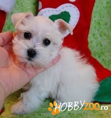 Puii schnauzer sunt gata să meargă 
