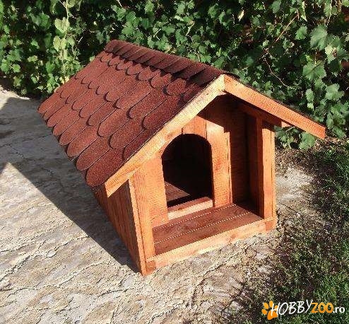 executam custi pentru caini