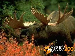 vanzare cerbi lopatar