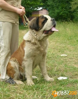 Femela saint bernard de calitate