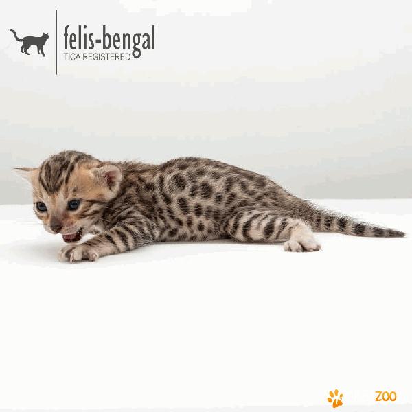 pui pisica bengaleza /bengal cat