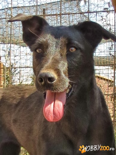 SHEBA – lipicioasa si docila