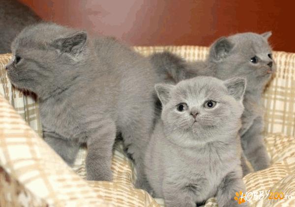 British Shorthsir ,Scottish Fold to