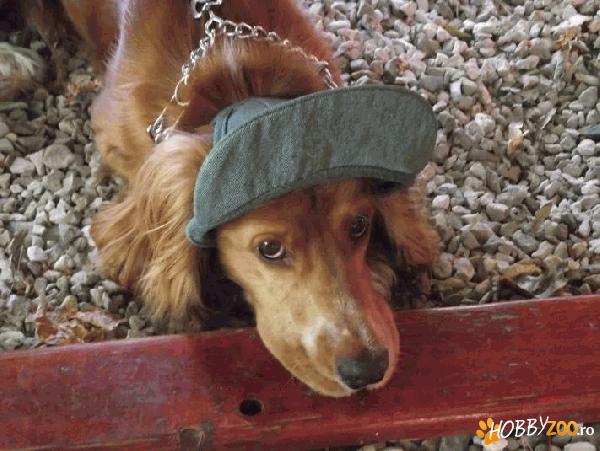 Bim - cocker pentru adoptie