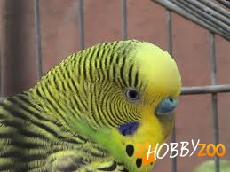 cuiburi de papagali la comanda