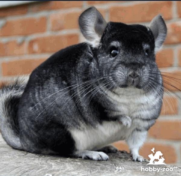  De vanzare mai multe exemplare de Chinchila in varsta 8 luni