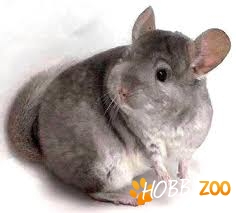 Mascul Chinhilla jucaus