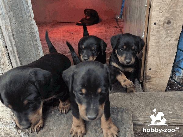 catei jagdterrier disponibili