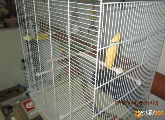 colivie foarte mare pt pasari 