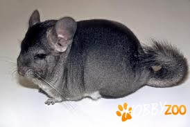 familii de chinchilla 