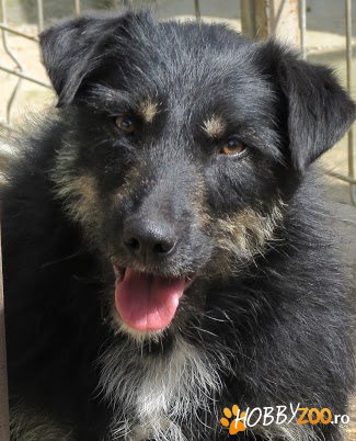 Kiki - pentru adoptie/ for adoption