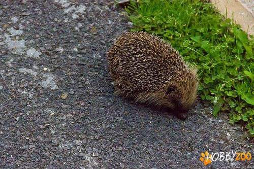 vand  pereche de arici