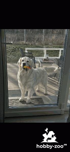 Campion cu Pedigree caut femela Golden Retriever