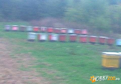 familii de albine cu sau fara lada