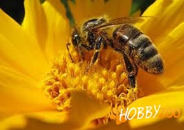 familii de albine harnice