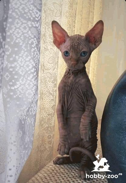 Motanel sfinx/sphynx superb 