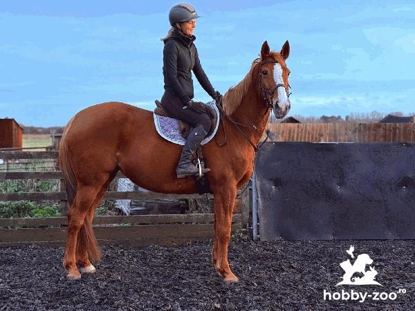 American quarter horse for sale