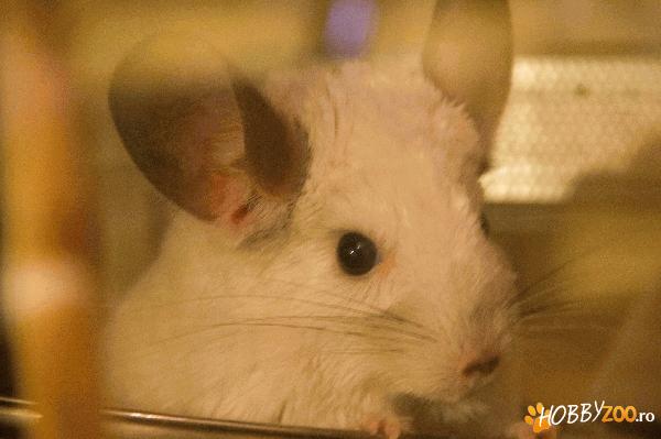 Chinchilla albă plus cușcă