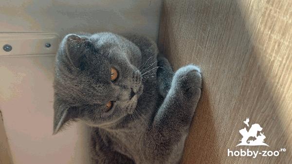 British blue , baiat 7 luni 