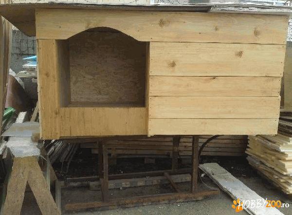 Vand cusca pentru caine