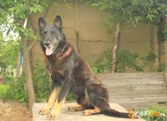 Mascul Ciobanesc German de paza