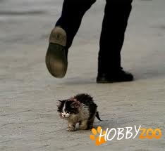 Voluntariat Protectia animalelor