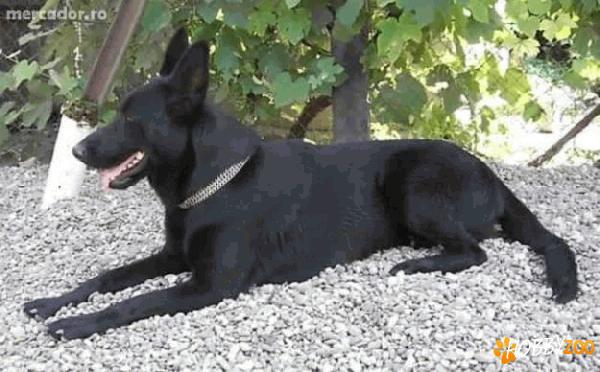 Cumpar pui de Lup alsacian