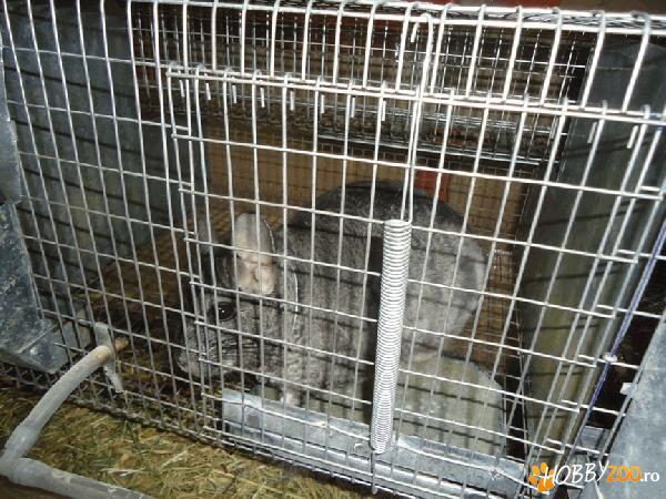 Vand familie Chinchila (5+1) + 3 