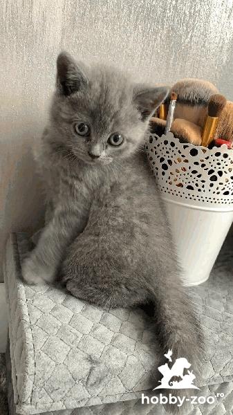 Pisicute British Shorthair