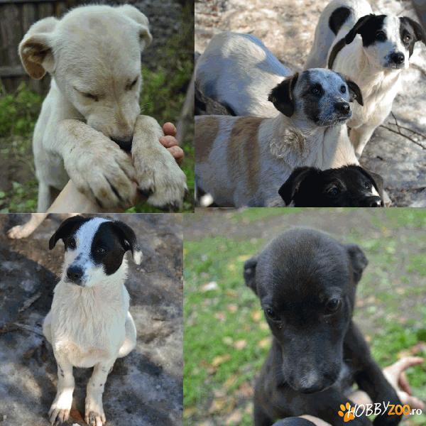 URGENT! MICUȚII VOR AJUNGE ÎN STRAD