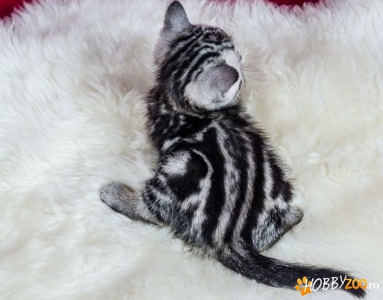 British Shorthair Whiskas