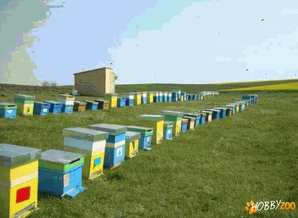 familii albine cu matci