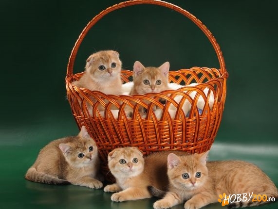 Scottish fold Red Tabby