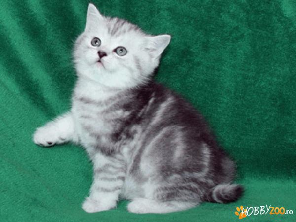 british shorthsir silver tabby