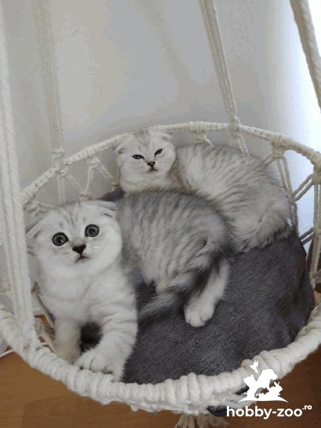 Pisici Scottish Fold Adorabili