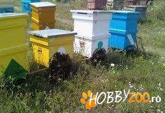 familii de albine si roiuri