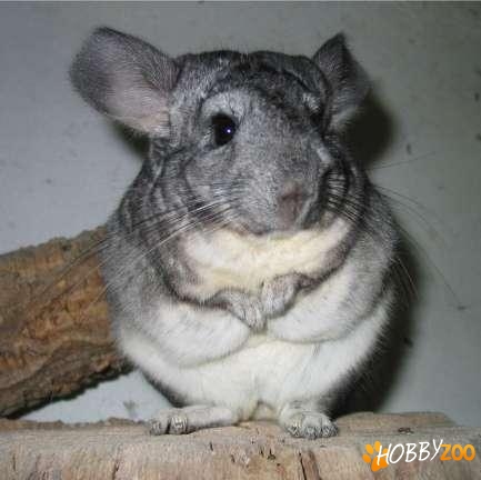 pui chinchilla cadoul ideal