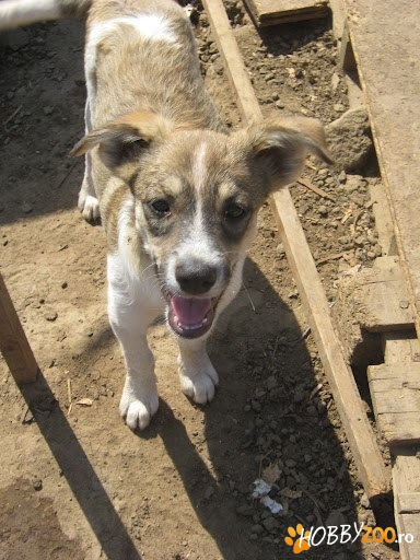 Poker pentru adoptie