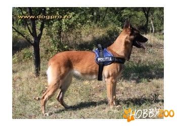   Ham utilitar inscriptionat 